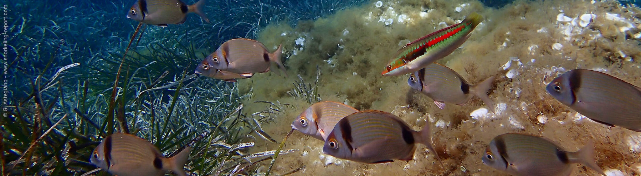 Snorkeling South of France | A Guide to the Best Spots | Snorkeling Report