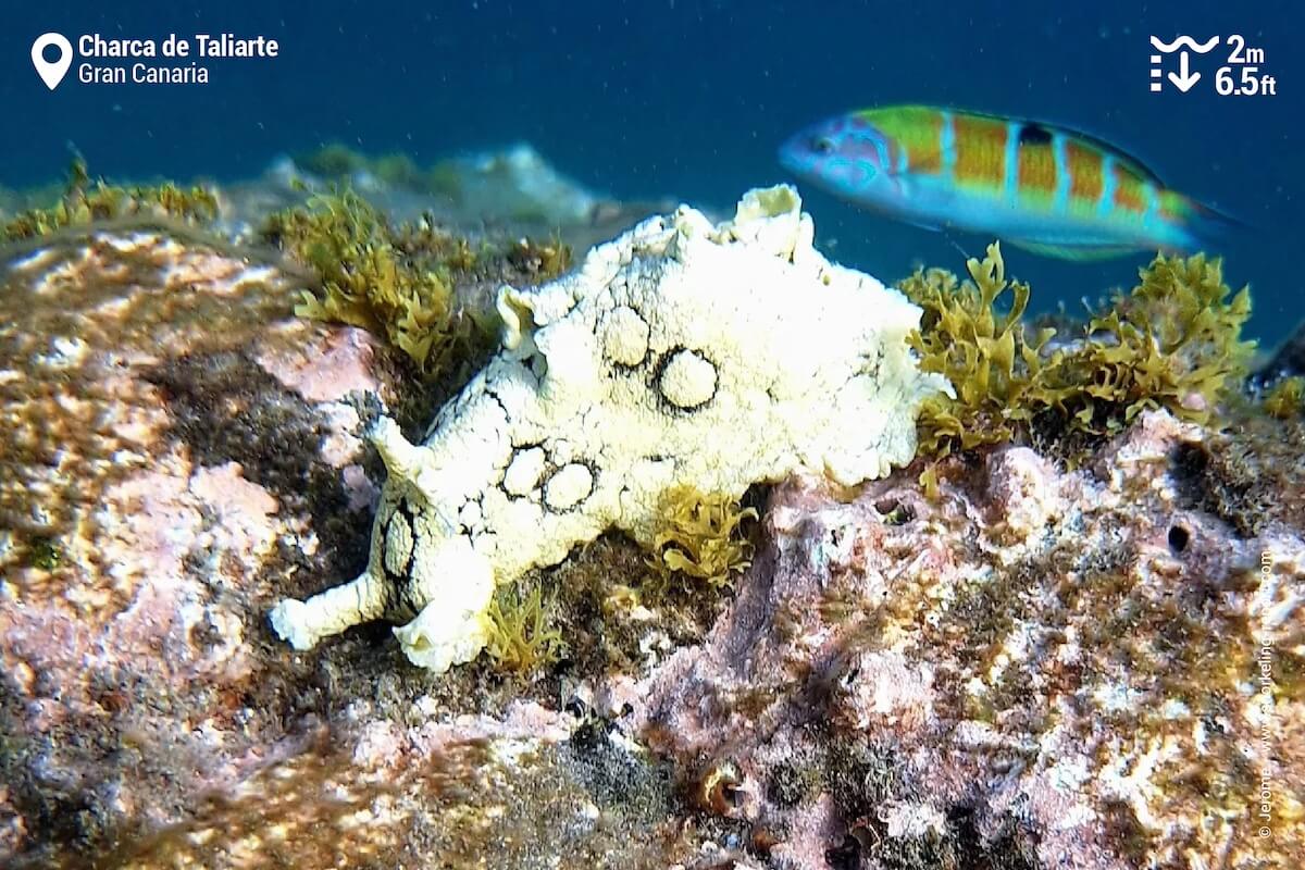 Spotted sea hare in Taliarte