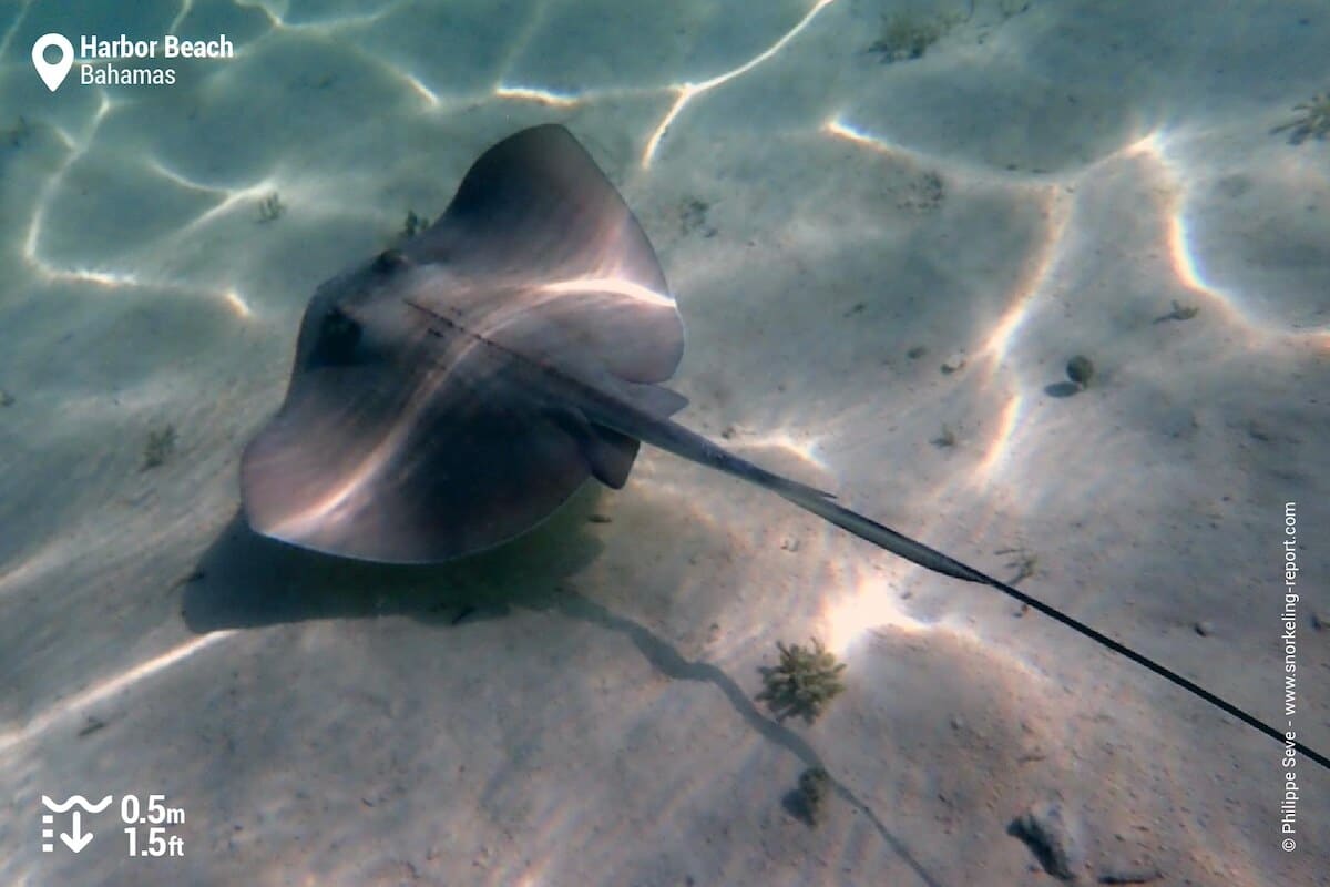 Stingray at Harbor Beach