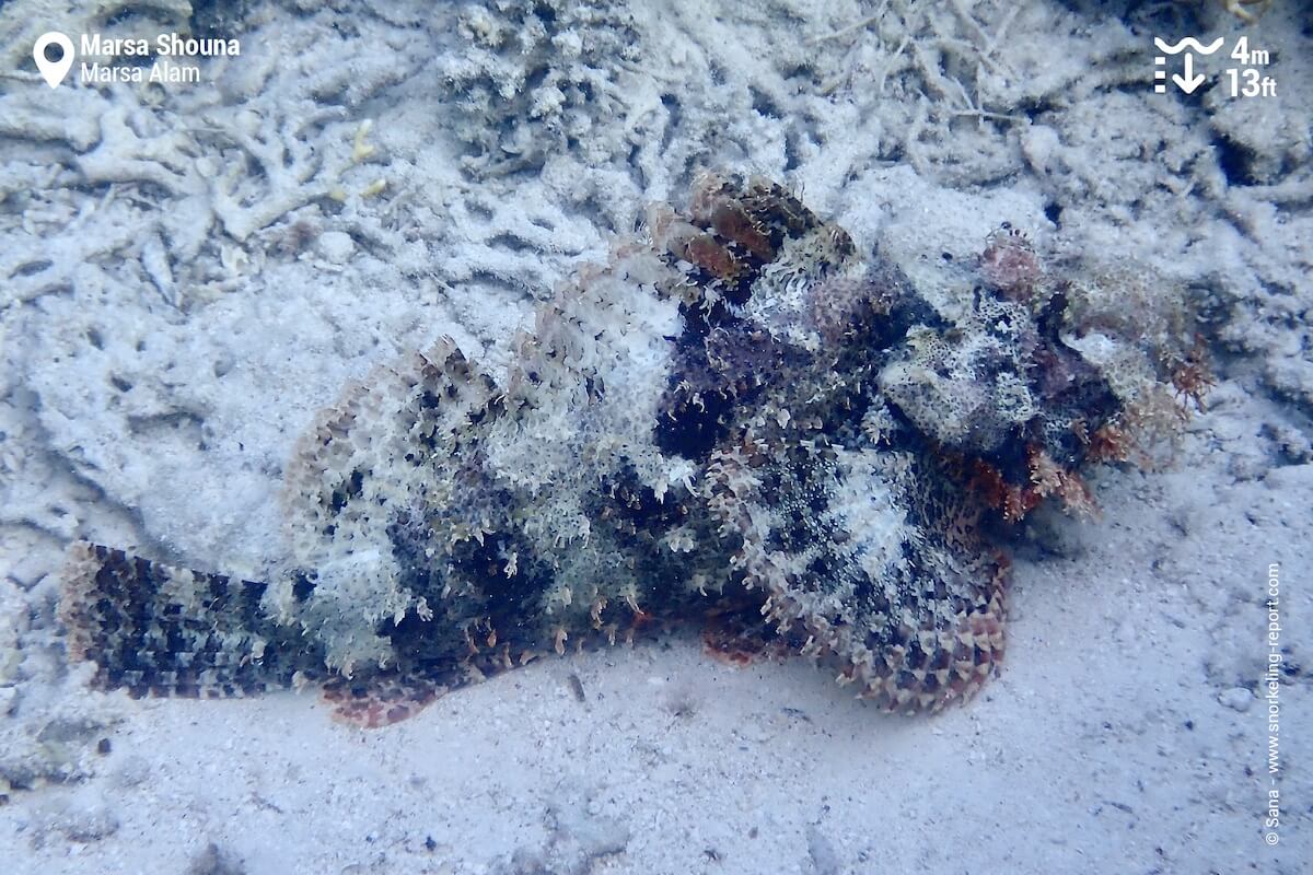 Tasseled scorpionfish at Marsa Shouna
