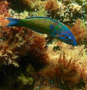 Snorkeling En Corse Les Meilleurs Spots De Snorkeling De Corse