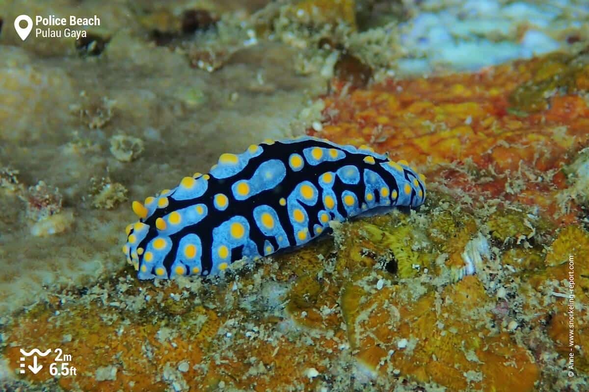 Three colored Phyllidia in Gaya Island