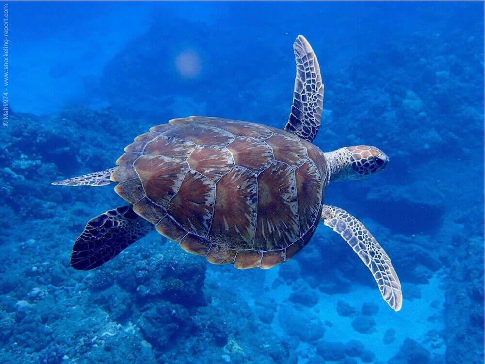 Snorkeling in Boucan Canot Beach, St Gilles | Snorkeling in Reunion Island