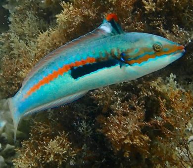 Snorkeling En Corse Les Meilleurs Spots De Snorkeling De Corse