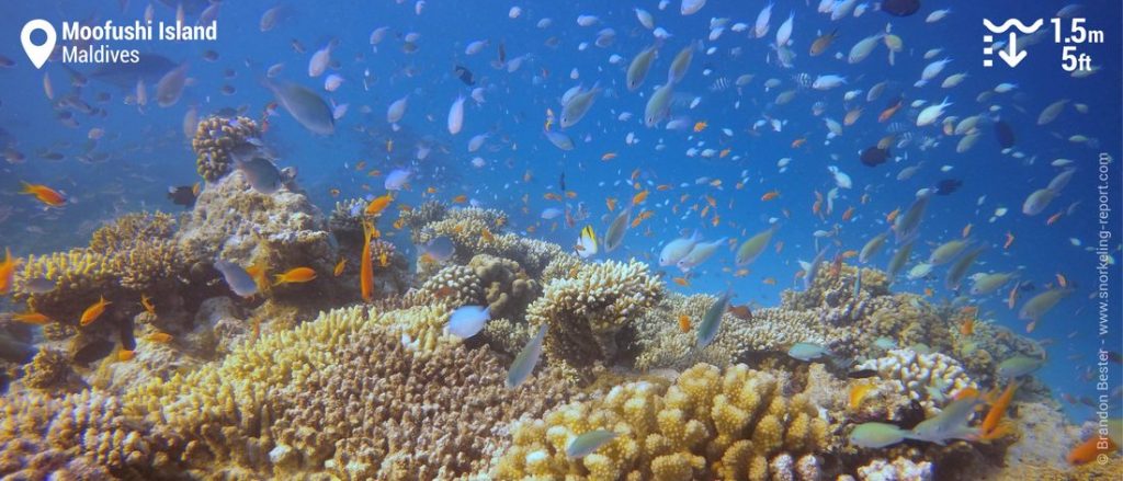 Snorkeling Moofushi Island Maldives