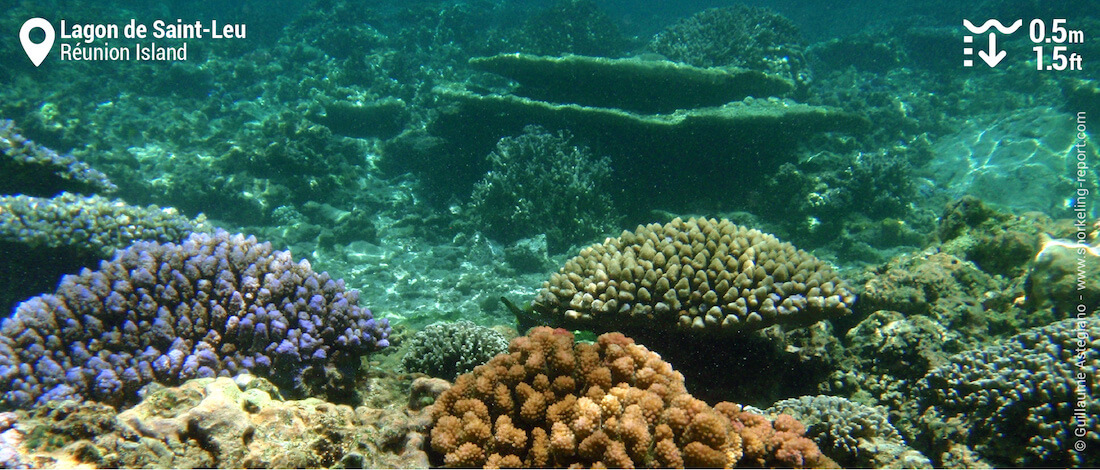 Snorkeling At Saint Leu Réunion Island