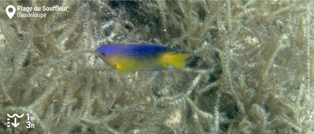 Snorkeling Spot At Plage Du Souffleur Guadeloupe