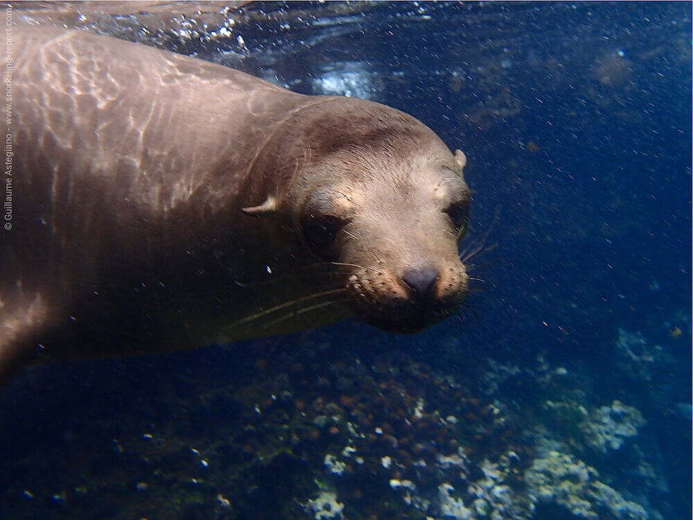 Snorkeling Gardner Island, Española | Snorkeling the Galápagos Islands