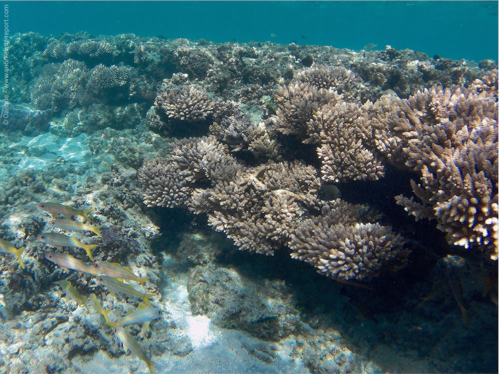 Snorkeling At Lagon De Lhermitage St Gilles Reunion Island