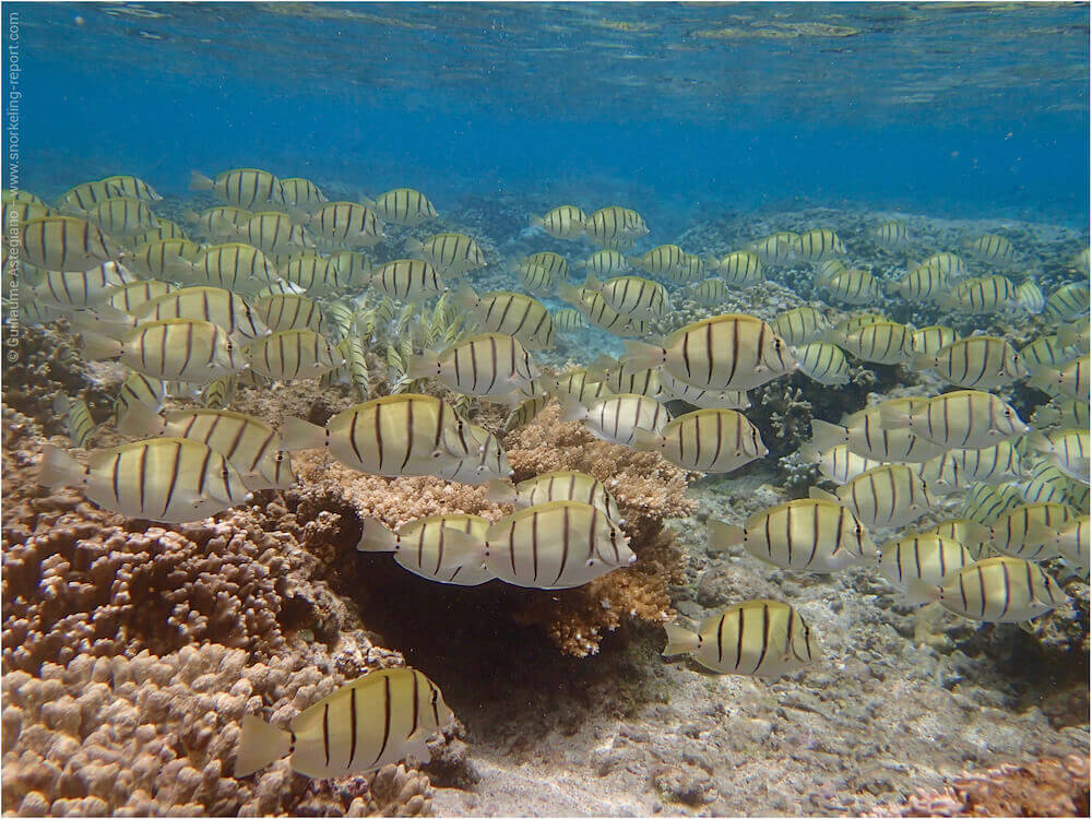 Snorkeling At Saint Leu Réunion Island