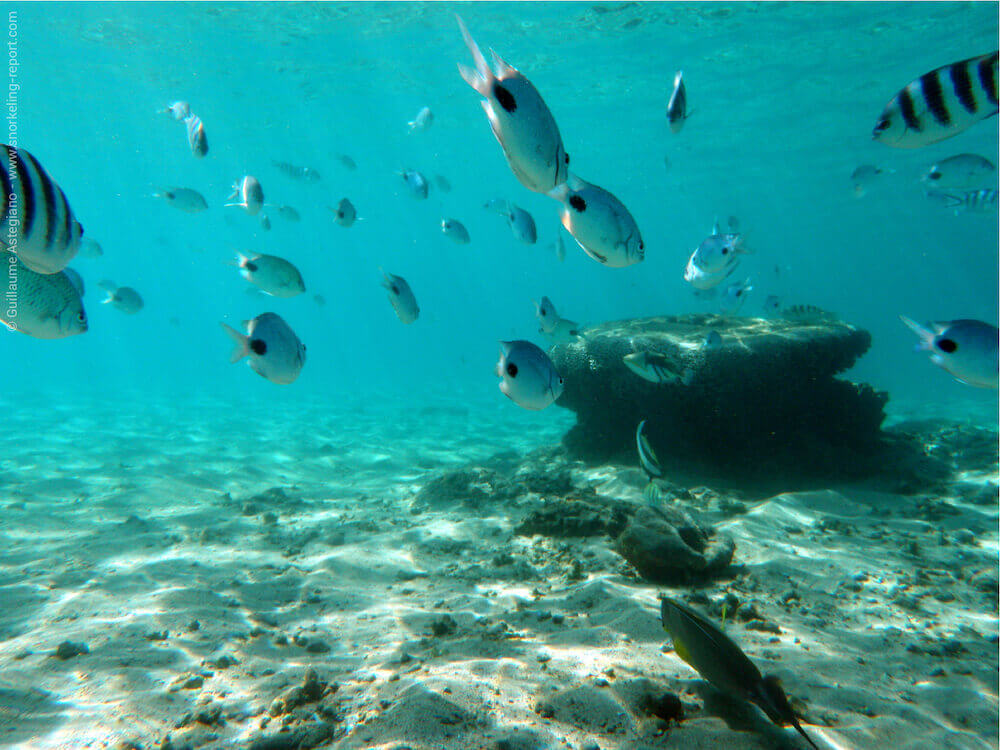 Snorkeling In St Pierre Reunion Island