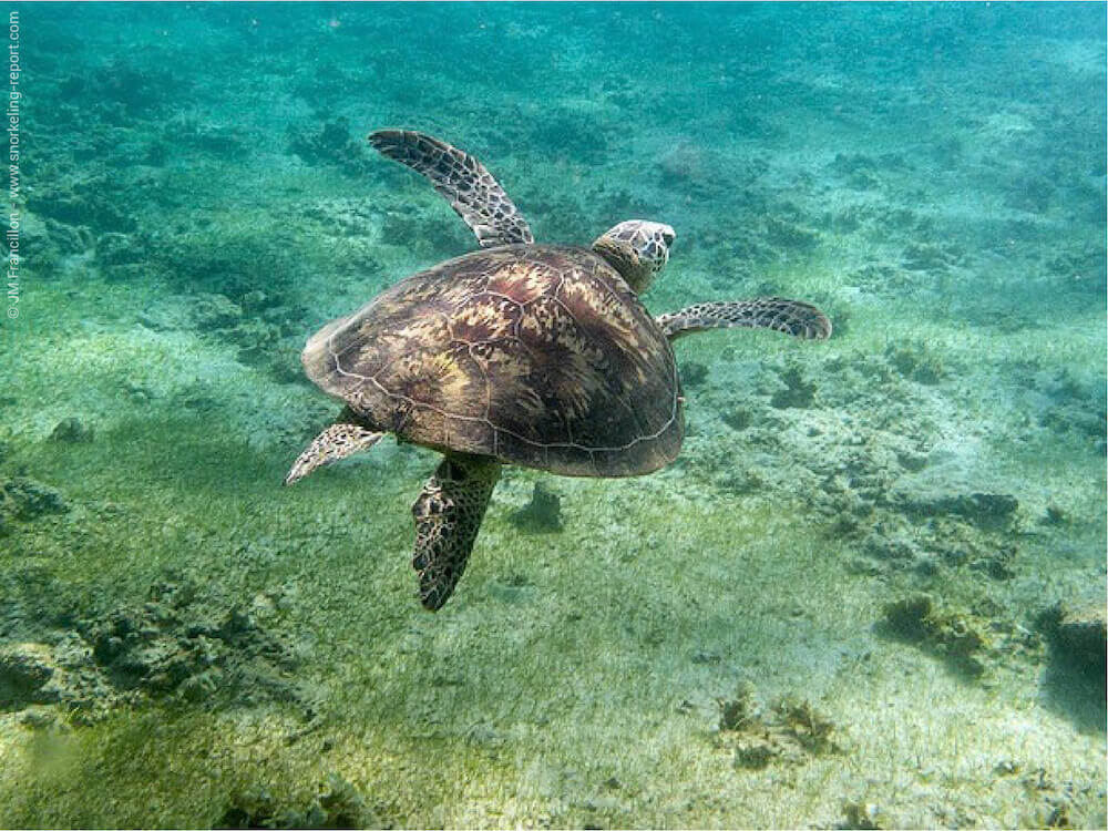 Snorkeling at Plage Gouela, Mayotte Island