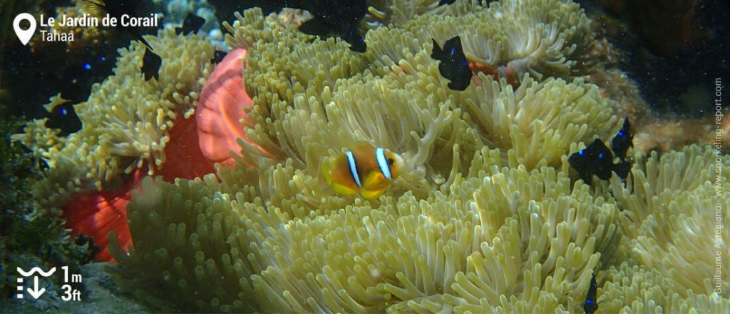 Snorkeling Au Jardin De Corail De Tahaa Snorkeling En Polynésie Française