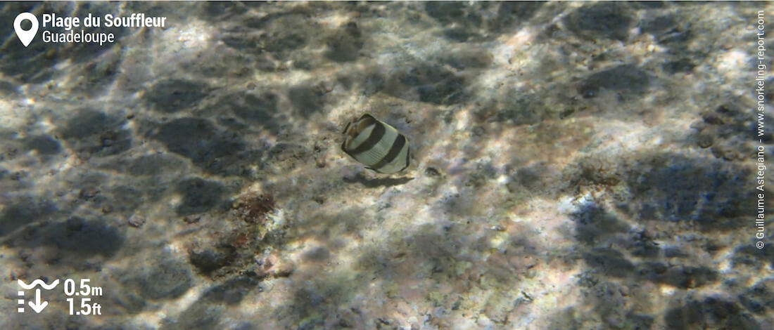 Snorkeling à La Plage Du Souffleur Guadeloupe