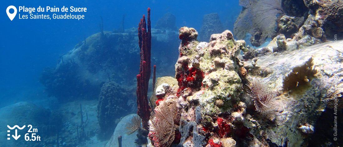 Snorkeling Au Pain De Sucre Les Saintes Guadeloupe