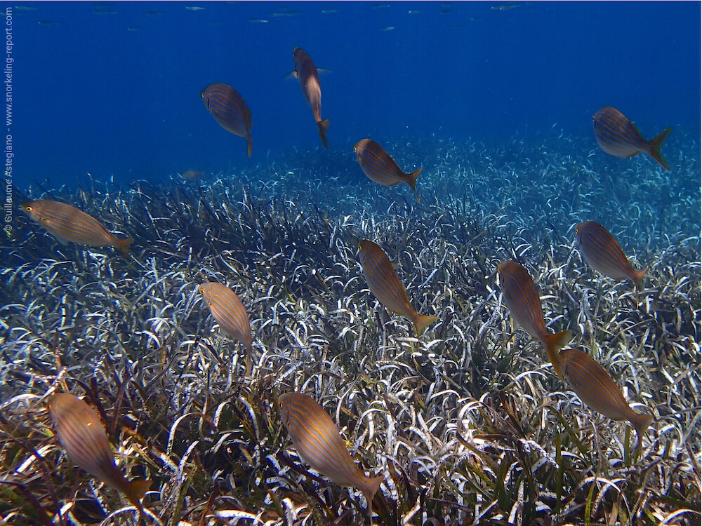 Snorkeling at Anse de la Fausse Monnaie, Port-Cros National Park | France