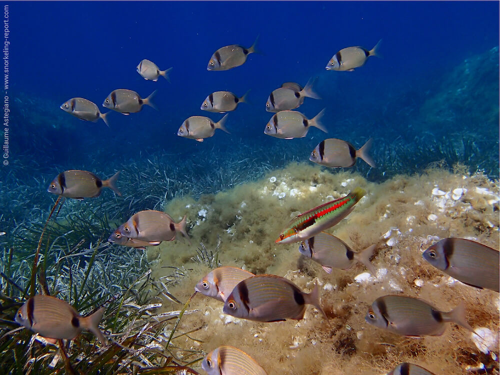 Snorkeling South Of France The Best Snorkeling Spots In France