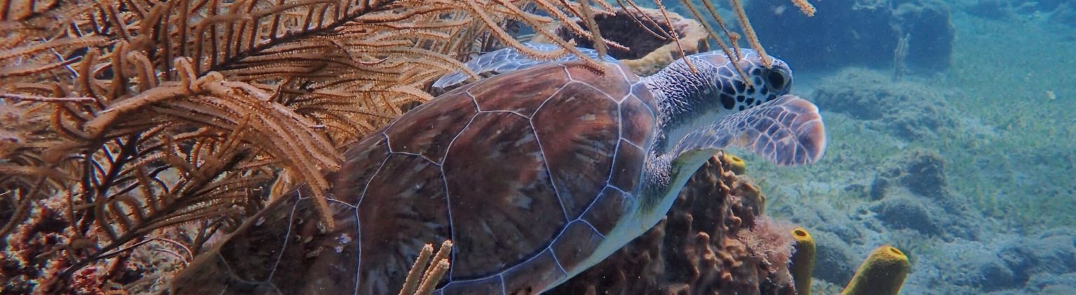 Snorkeling En Guadeloupe | Les Meilleurs Spots De Snorkeling