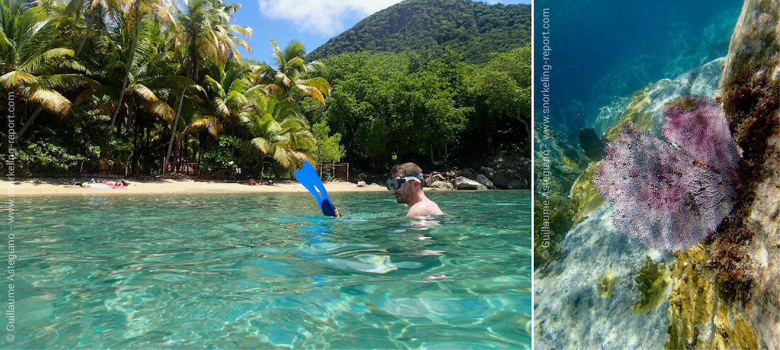 Snorkeling en Guadeloupe | Les meilleurs spots de snorkeling