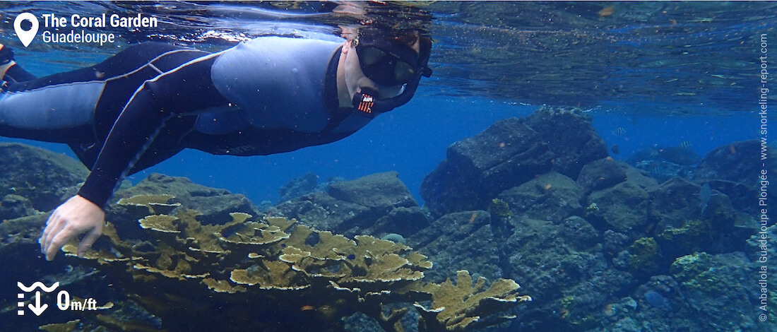 Snorkeling At Coral Garden Pigeon Islands Guadeloupe