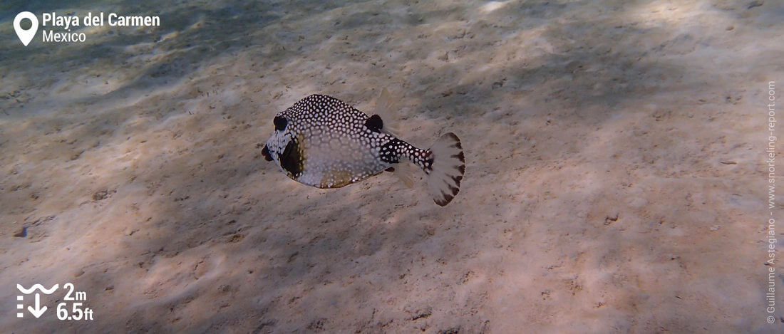 Camouflage! Flat fish, Playa Del Carmen, Mexico #animal #f…
