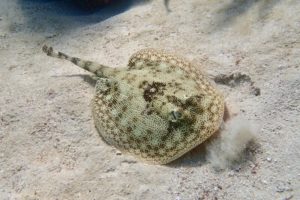 Rays and Stingrays Identification Guide
