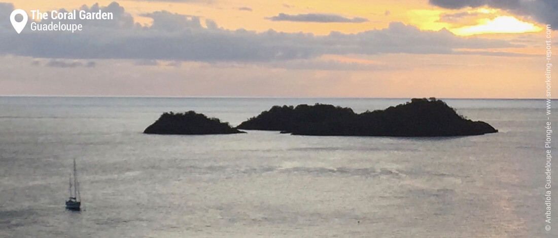 Snorkeling At Coral Garden Pigeon Islands Guadeloupe