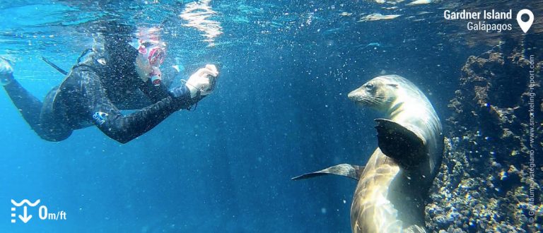 Snorkeling Gardner Island, Española | Snorkeling the Galápagos Islands