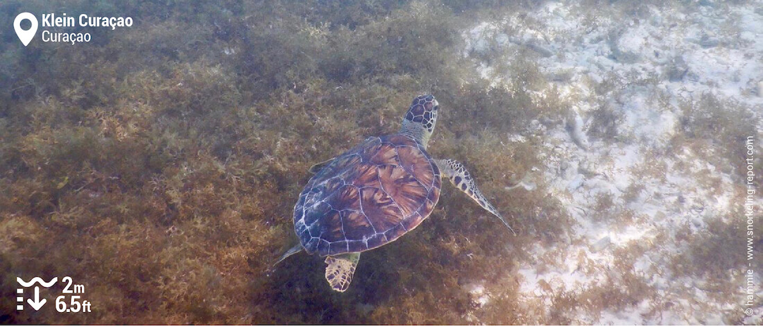 Snorkeling avec les tortues marines à Klein Curaçao