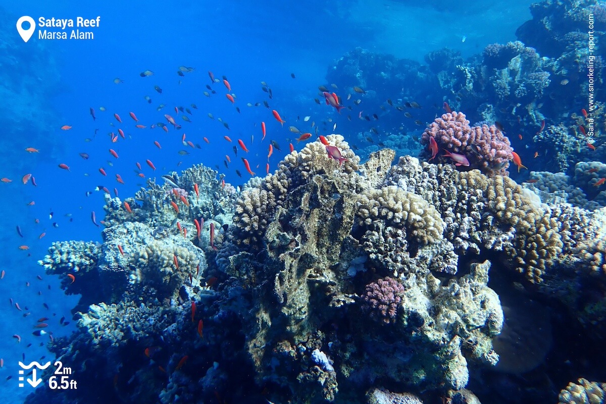 The Coral Garden at Sataya Southern Reef (snorkeling area 3 on the map).