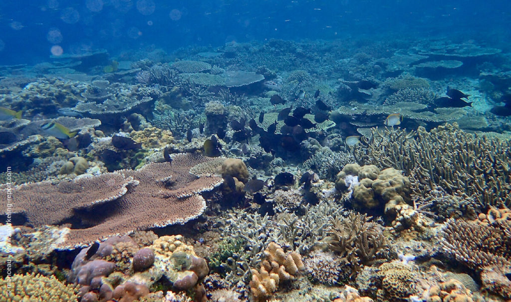 Snorkeling Philippines | A Guide to the Best Spots | Snorkeling Report