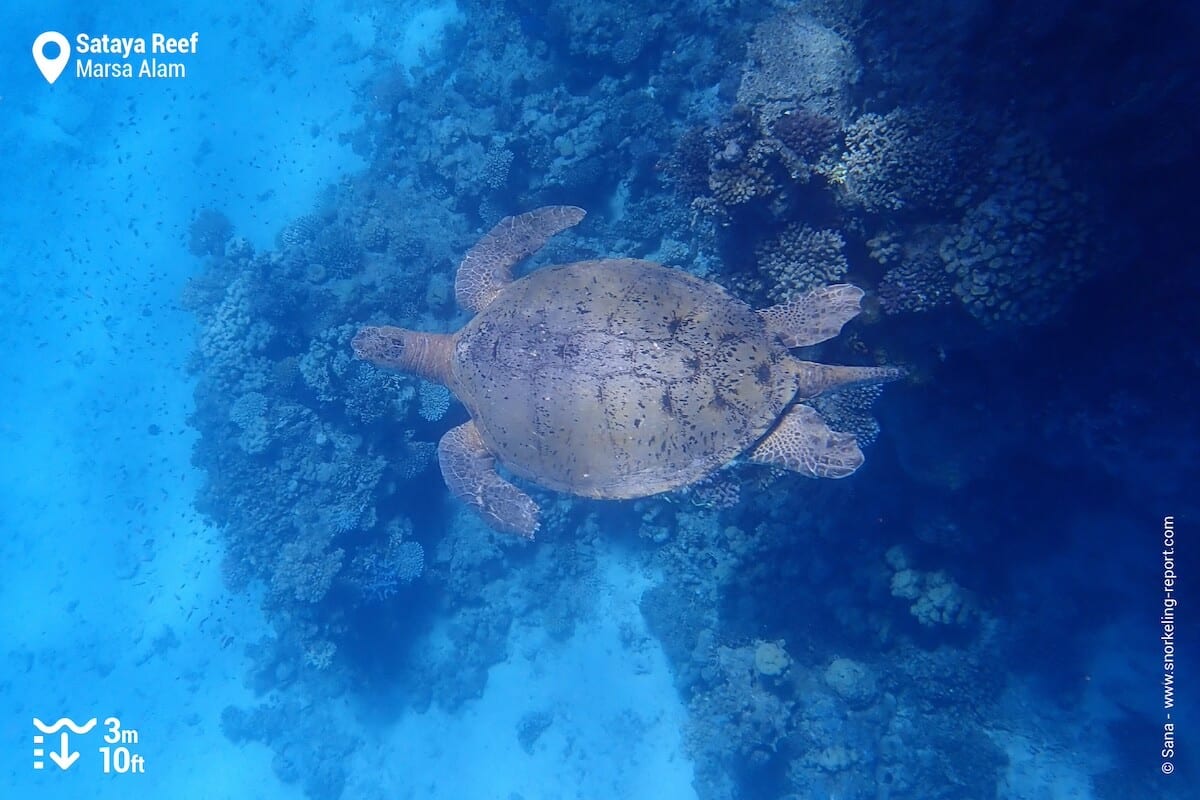 Green sea turtle at Sataya Reef