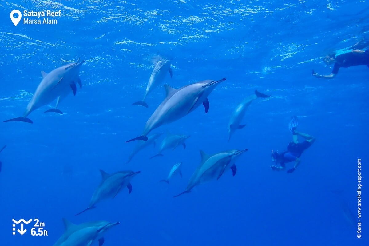 Snorkelers observing a pod of spinner dolphins at Sataya Reef