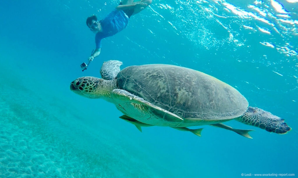 Top10 Best Snorkeling Spots To Swim With Sea Turtles | Snorkeling Report