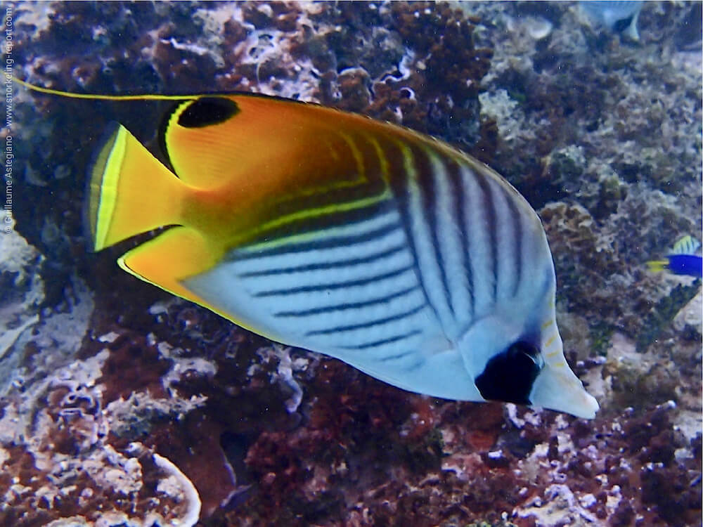 Snorkeling at the Sofitel Moorea | Snorkeling in Moorea and Tahiti