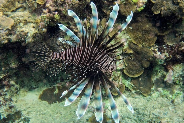 Lionfish in the Eastern Caribbean by Owen