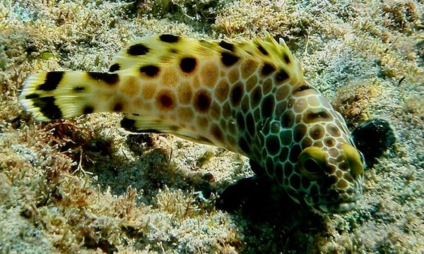 Reef Fish Online Identification Guide | Snorkeling Report