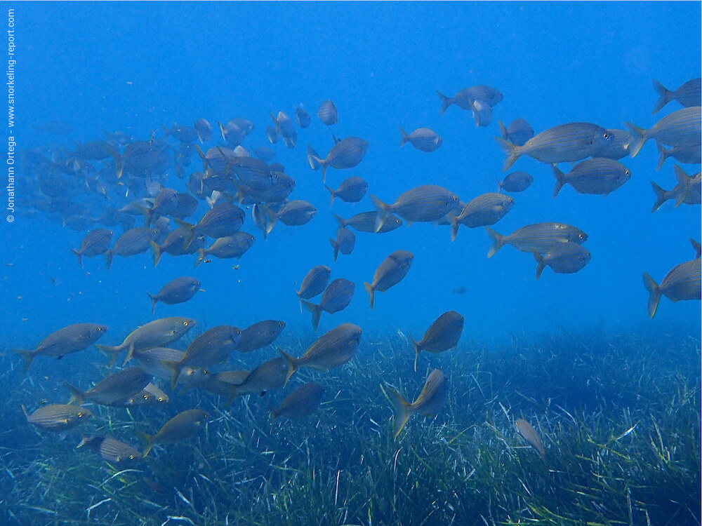 Pelagic stingray, open ocean, Pteroplatytrygon violacea, San Diego