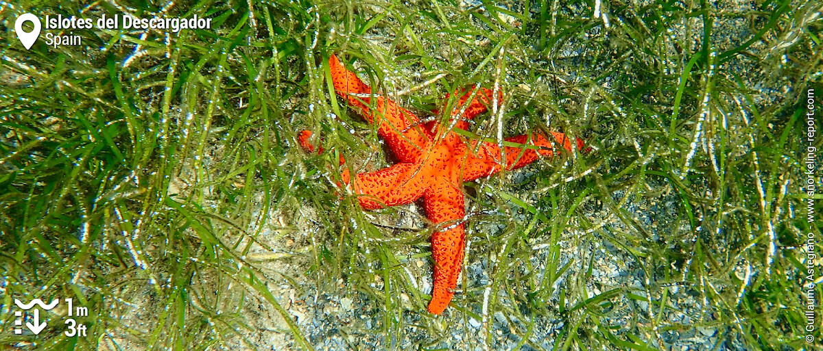 Red starfish in seagrass meadows at Cala Flores