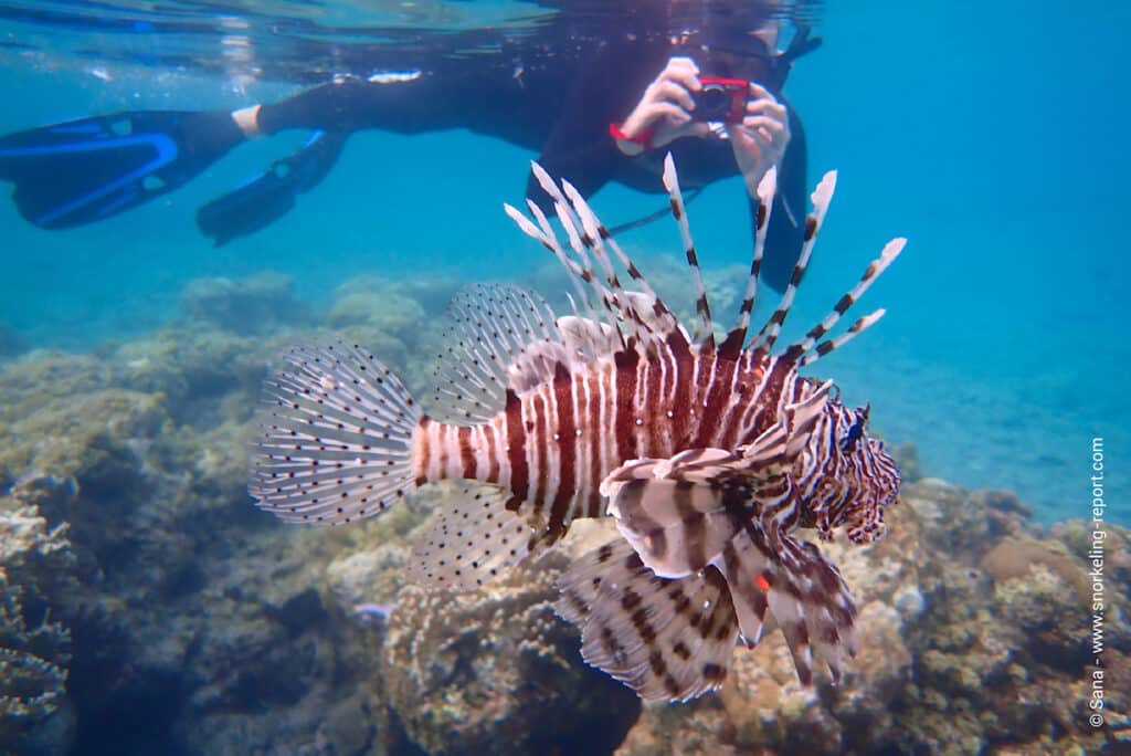 Snorkeling Israel | A Guide to the Best Spots | Snorkeling Report