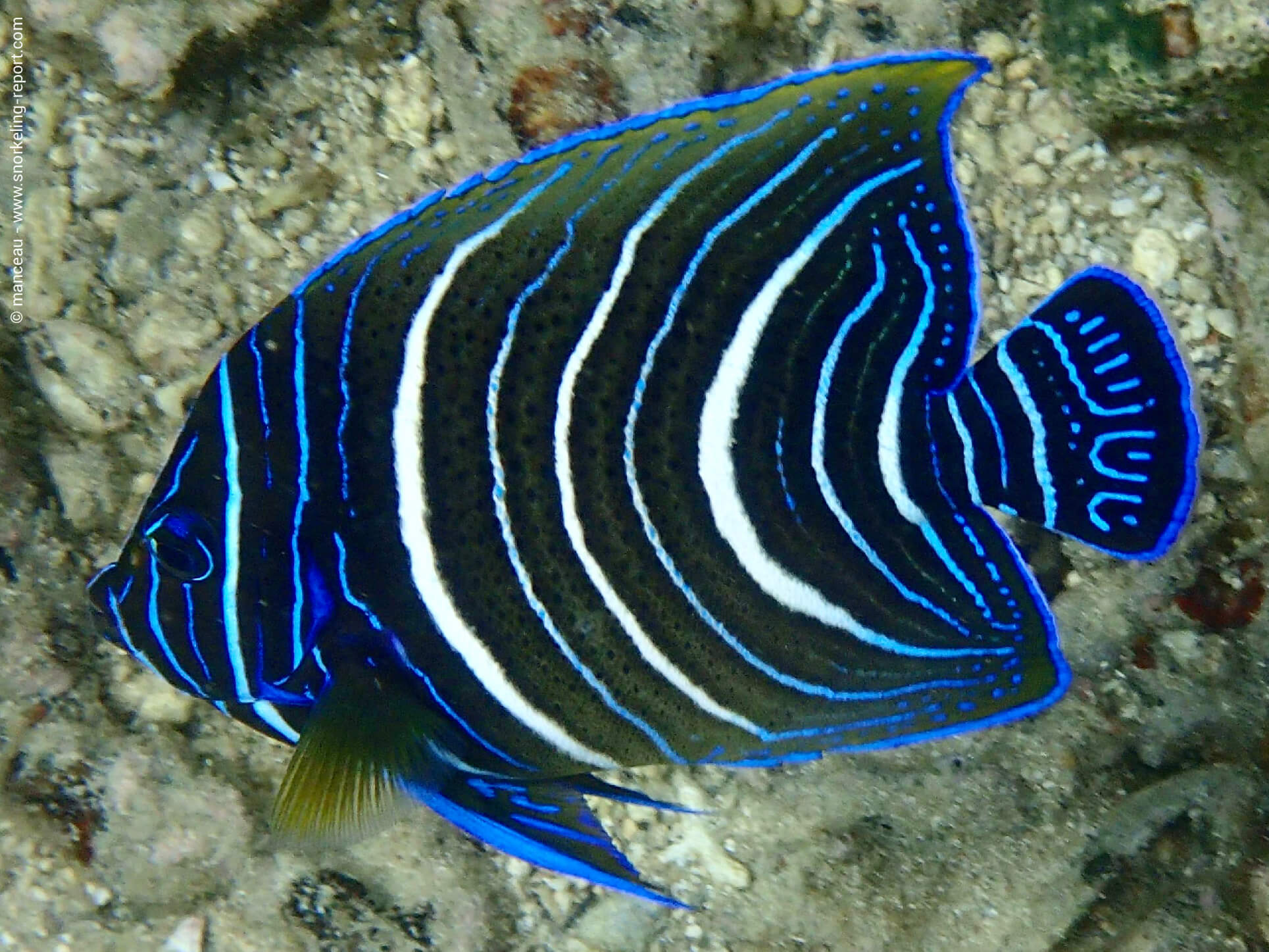 Snorkeling at Nuarro Lodge, Nanatha Bay | Snorkeling in Mozambique