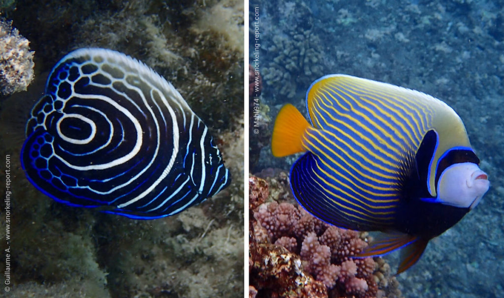 Angelfish Identification Guide | Snorkeling Report