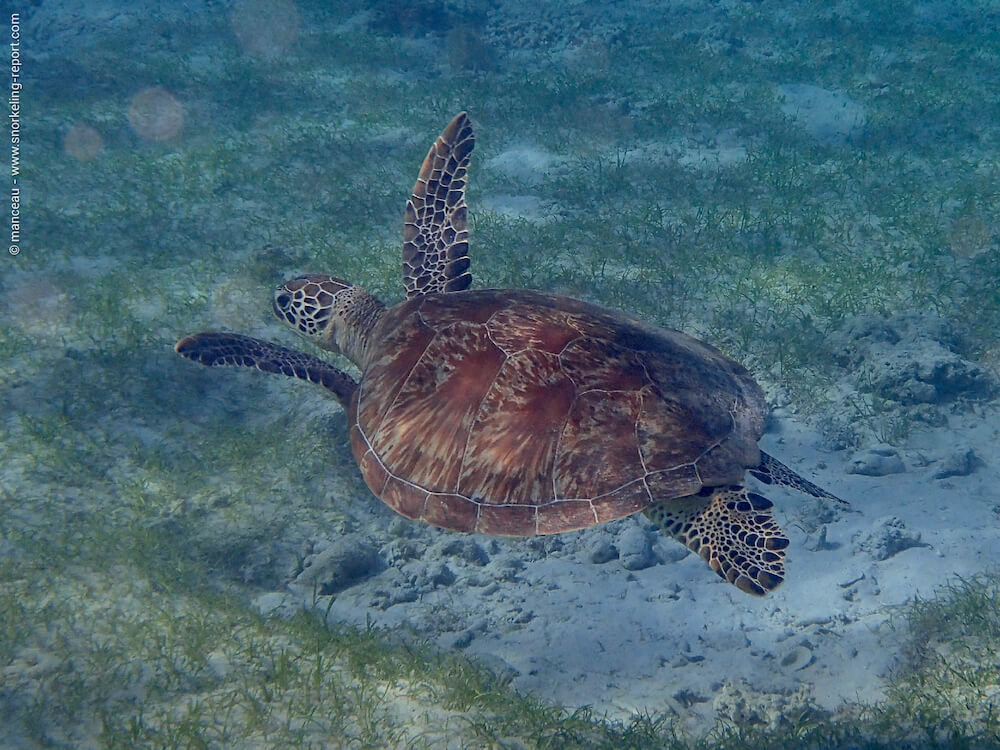 Snorkeling at Flower Island Resort, Palawan | Snorkeling in Philippines