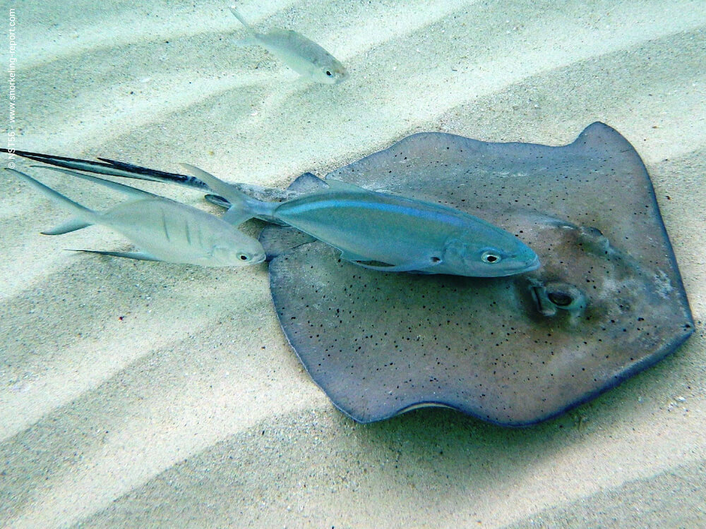 Uncover Underwater Wonders: Snorkeling Guide to St. Barts