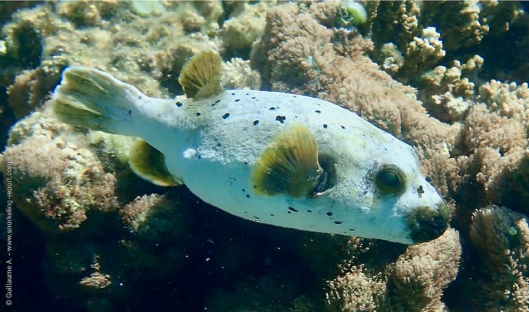 Pufferfish and Boxfish Identification Guide | Snorkeling Report