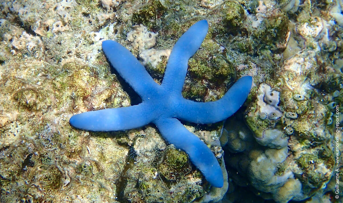 Giant starfish found on Port Aransas beach