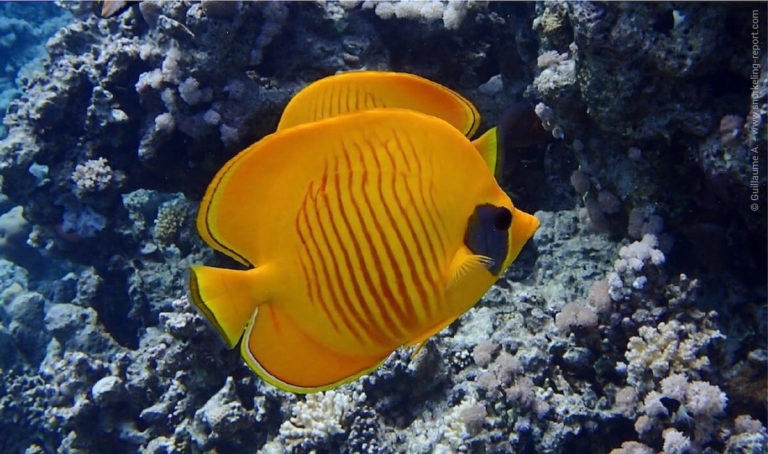 Butterflyfish and Bannerfish Identification Guide | Snorkeling Report