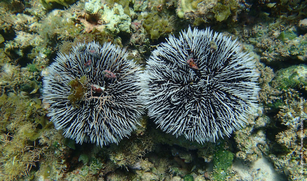 Sea urchins Identification Guide | Snorkeling Report