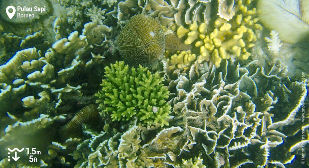 Snorkeling in Pulau Sapi, Tunku Abdul Rahman Marine Park | Snorkeling Sabah