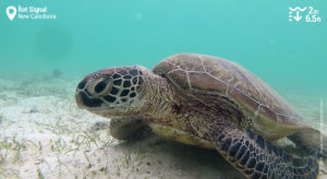 Snorkeling with Sea Turtles at Ilot Signal | Snorkeling New Caledonia